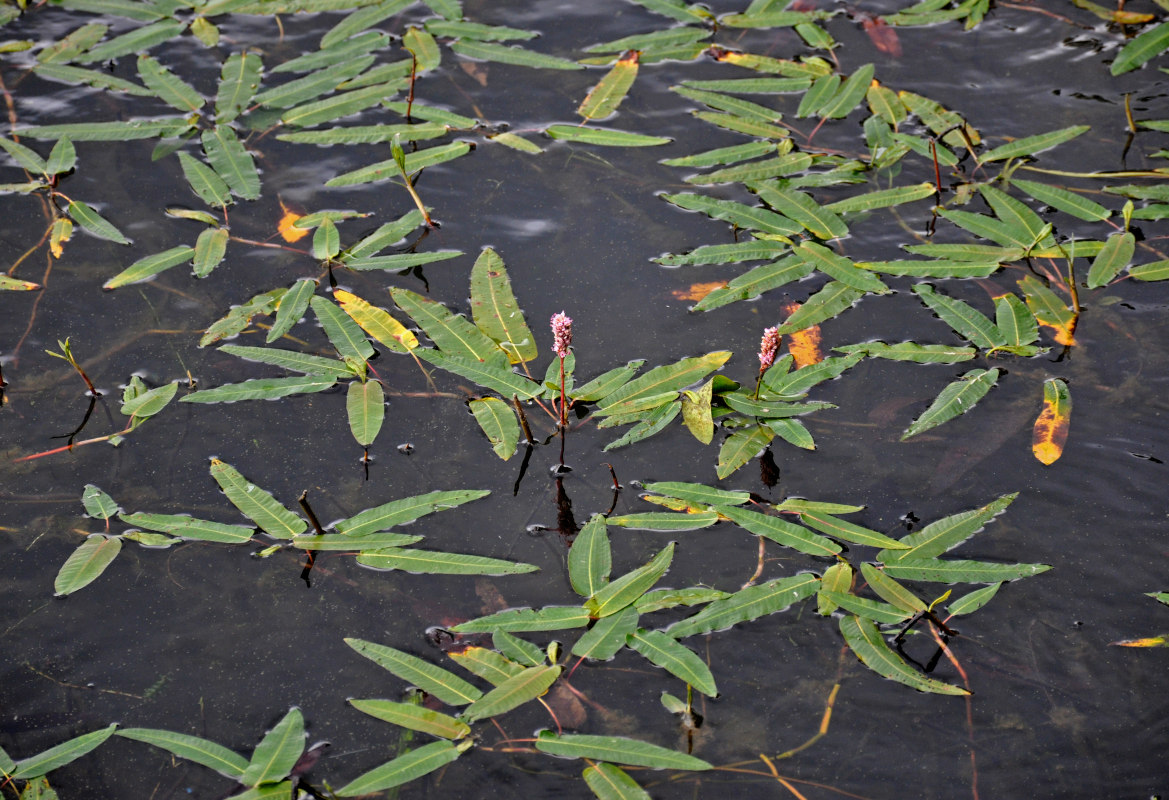 Image of Persicaria amphibia specimen.