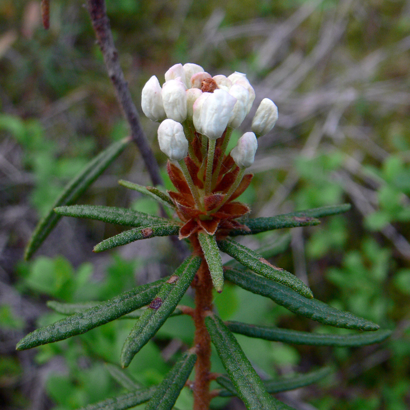 Image of Ledum palustre specimen.