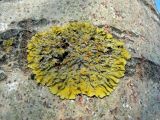 Xanthoria parietina