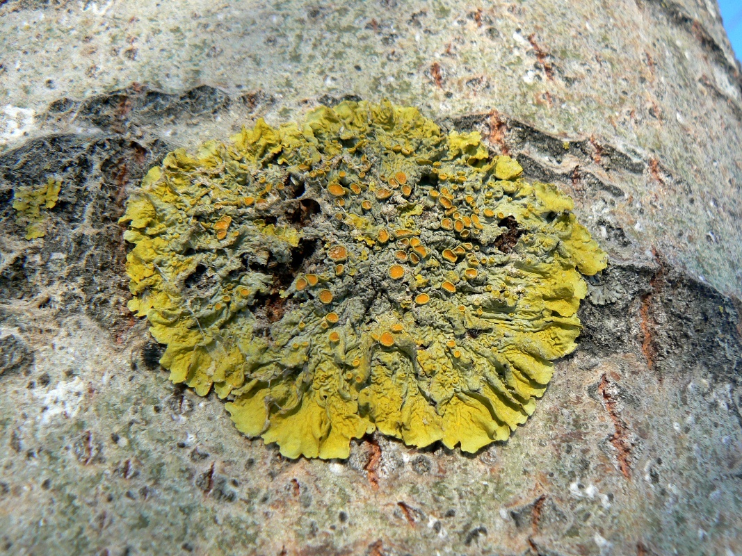 Image of Xanthoria parietina specimen.