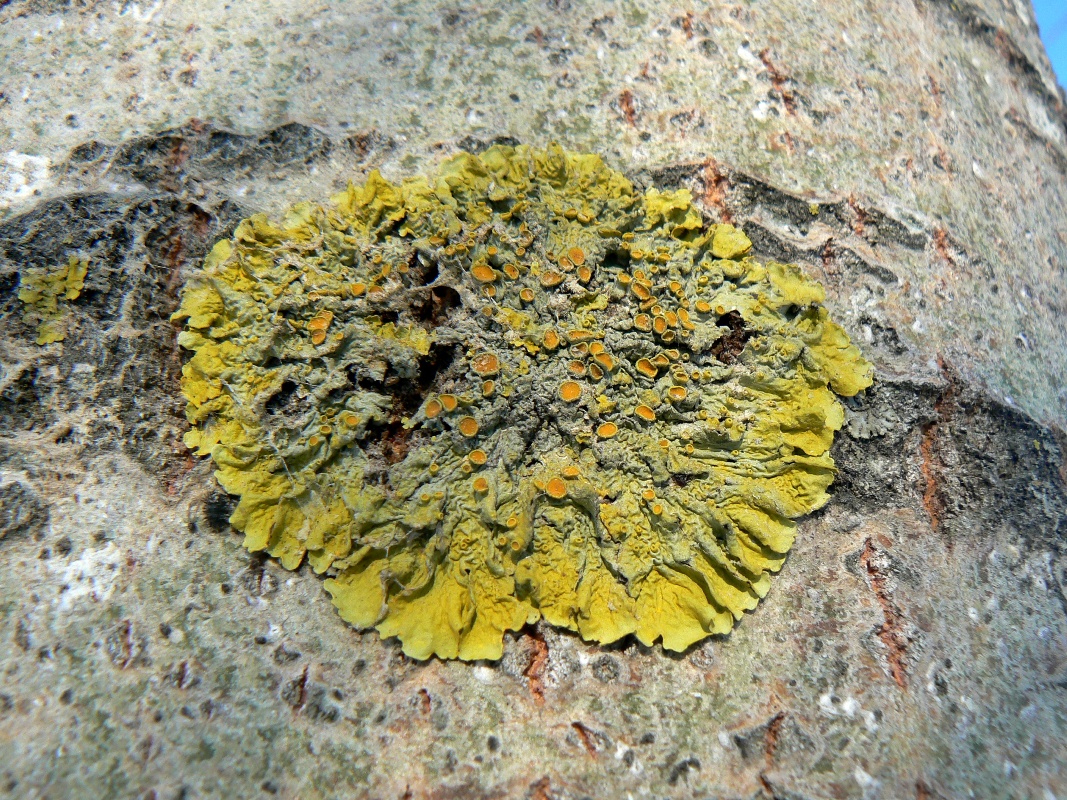 Изображение особи Xanthoria parietina.