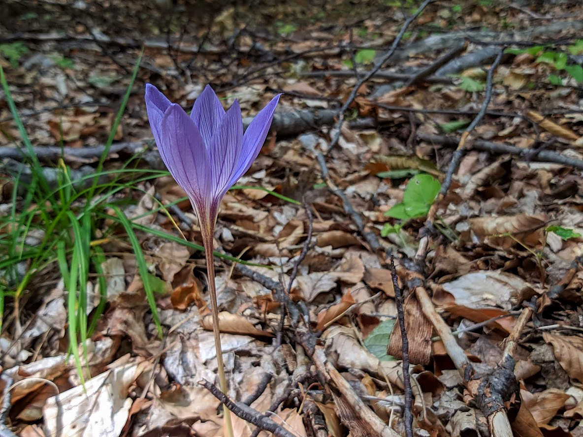 Изображение особи Crocus speciosus.