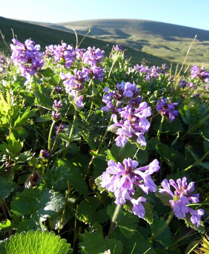 Изображение особи Betonica macrantha.