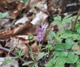 Corydalis caucasica. Цветущее растение. Республика Адыгея, левый борт долины руч. Сюк, широколиственный лес. 10.04.2019.