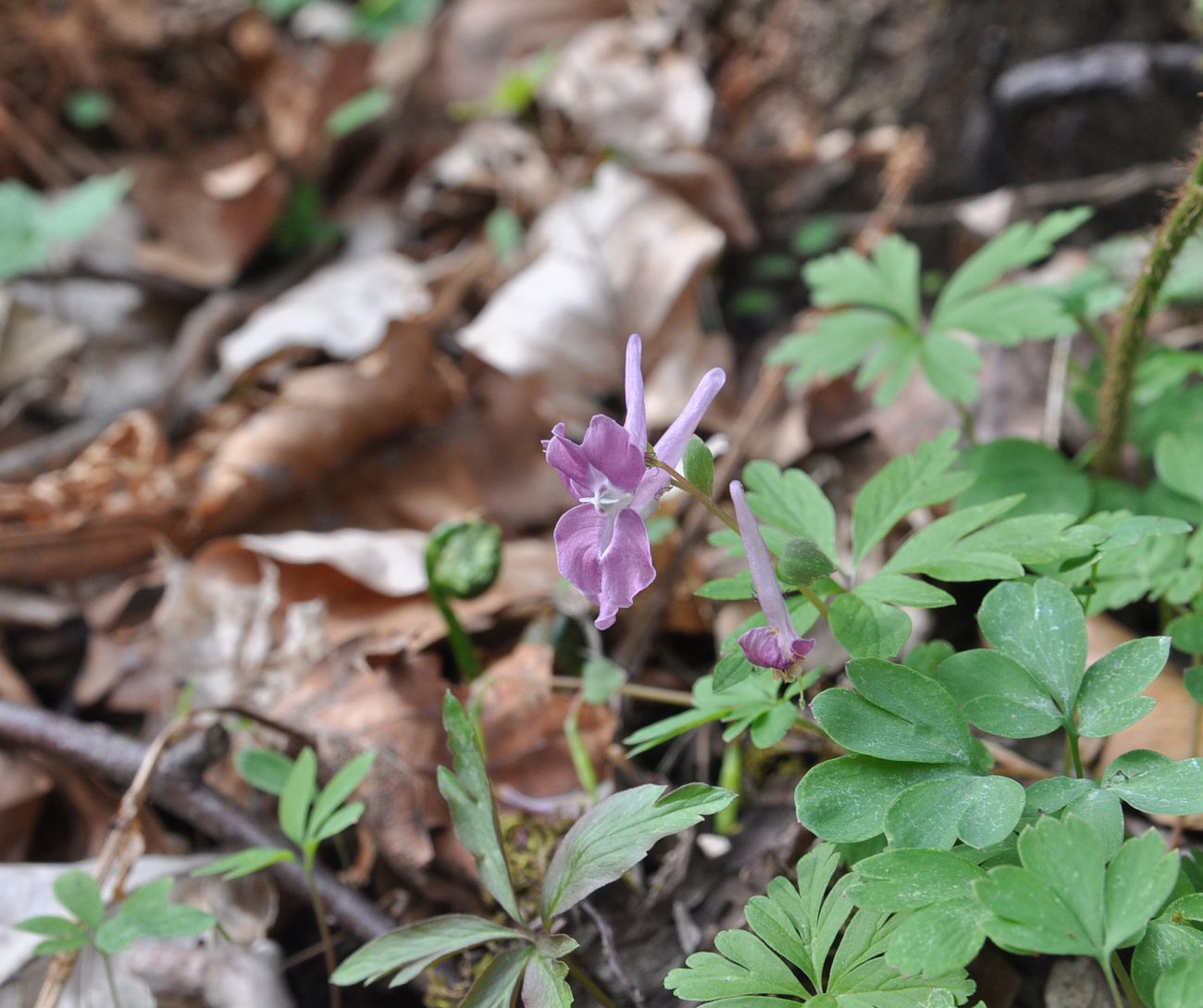 Image of Corydalis caucasica specimen.