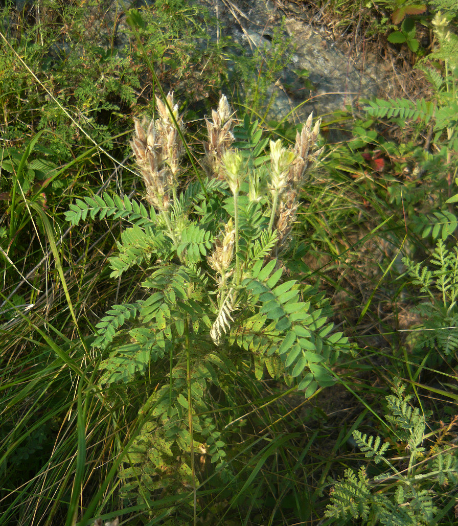 Изображение особи Oxytropis pilosa.