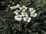 Achillea clavennae. Общее соцветие. ФРГ, Нижняя Саксония, Ольденбург, ботанический сад Ольденбургского университета. 19 мая 2007 г.