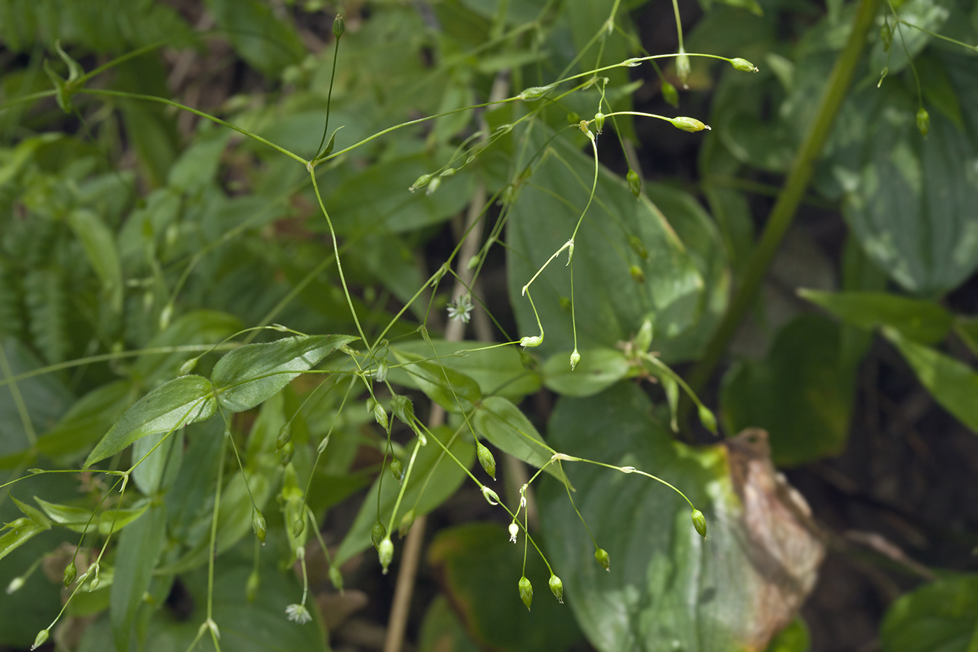 Изображение особи Stellaria fenzlii.