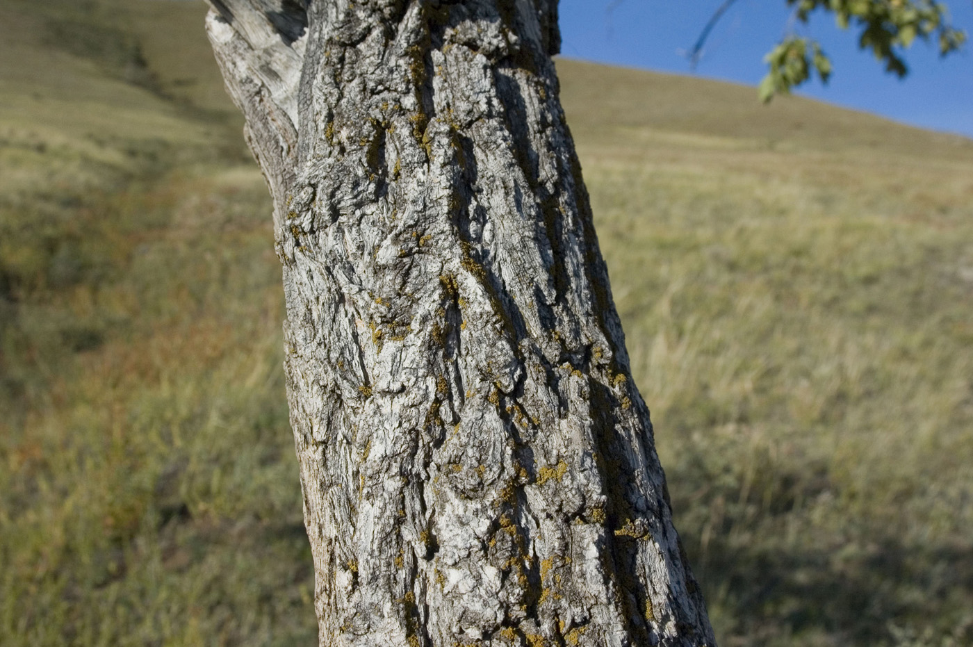 Изображение особи Ulmus pumila.