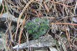 Draba cuspidata