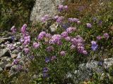 Dianthus superbus