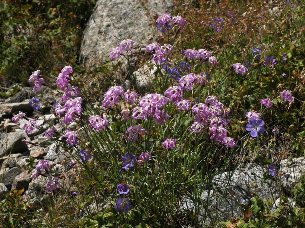 Изображение особи Dianthus superbus.