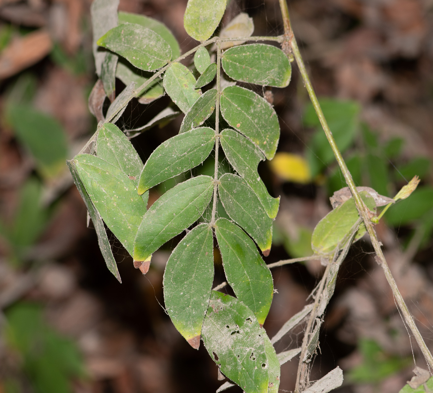 Image of Calliandra trinervia var. carbonaria specimen.