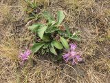 Centaurea jacea