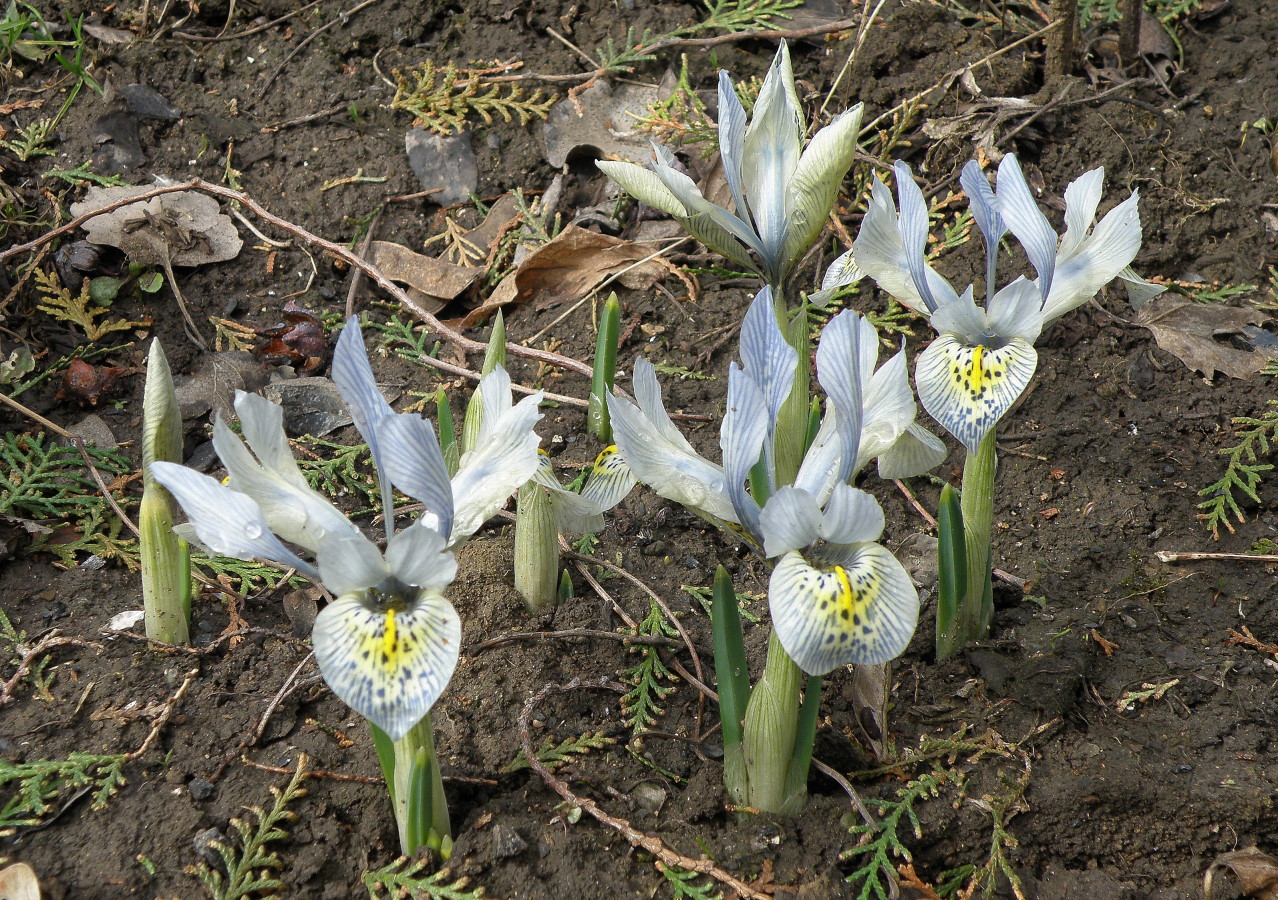 Изображение особи Iridodictyum &times; catharinae.