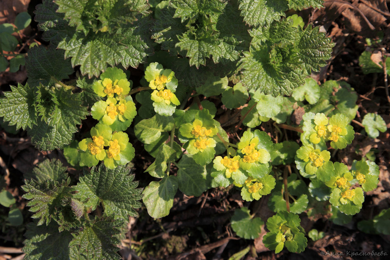 Image of Chrysosplenium alternifolium specimen.