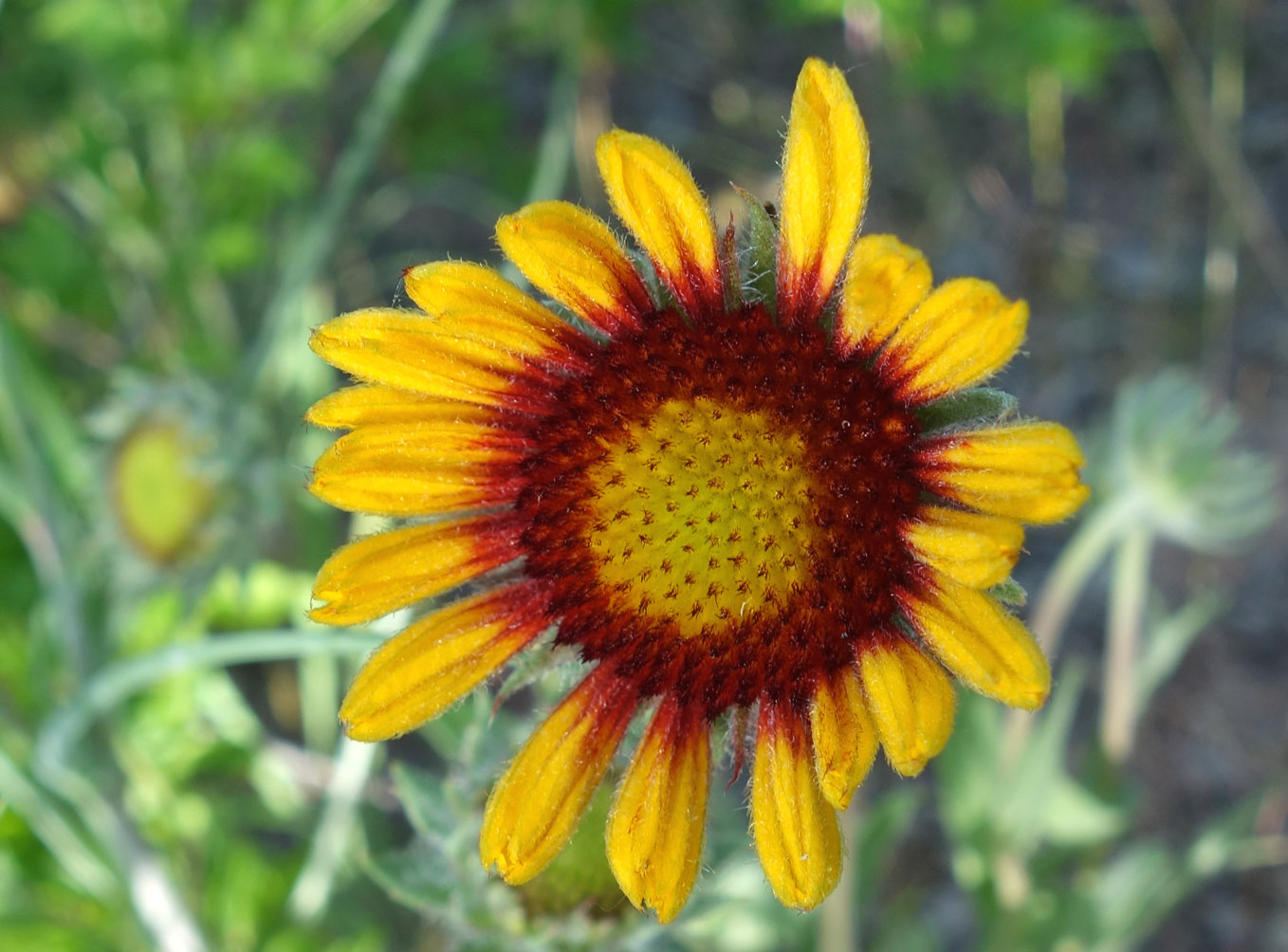 Image of Gaillardia × grandiflora specimen.