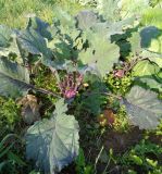 Brassica oleracea var. gongylodes