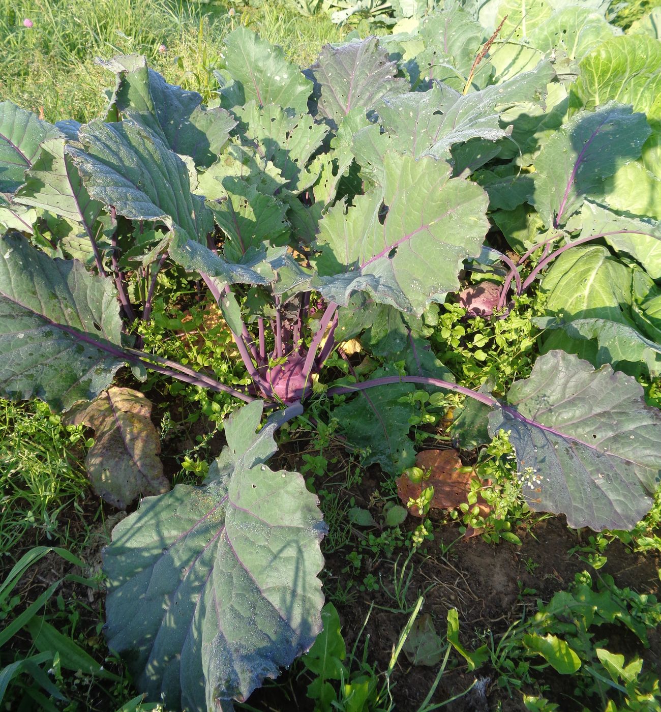 Image of Brassica oleracea var. gongylodes specimen.