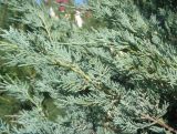 Juniperus