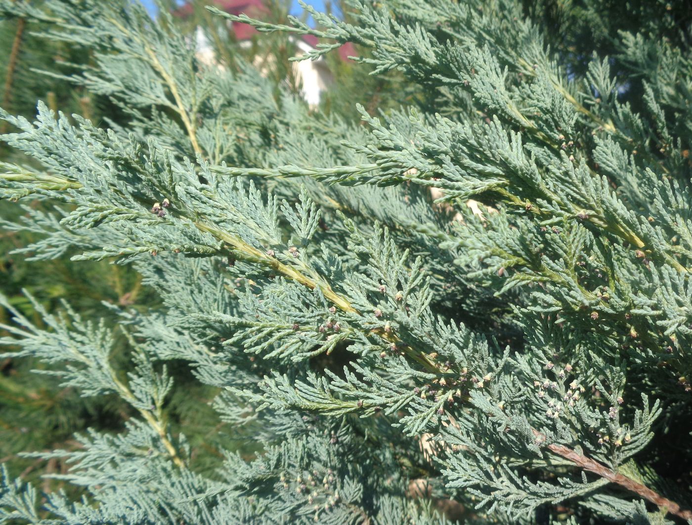 Изображение особи род Juniperus.