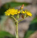 Crepis aspera