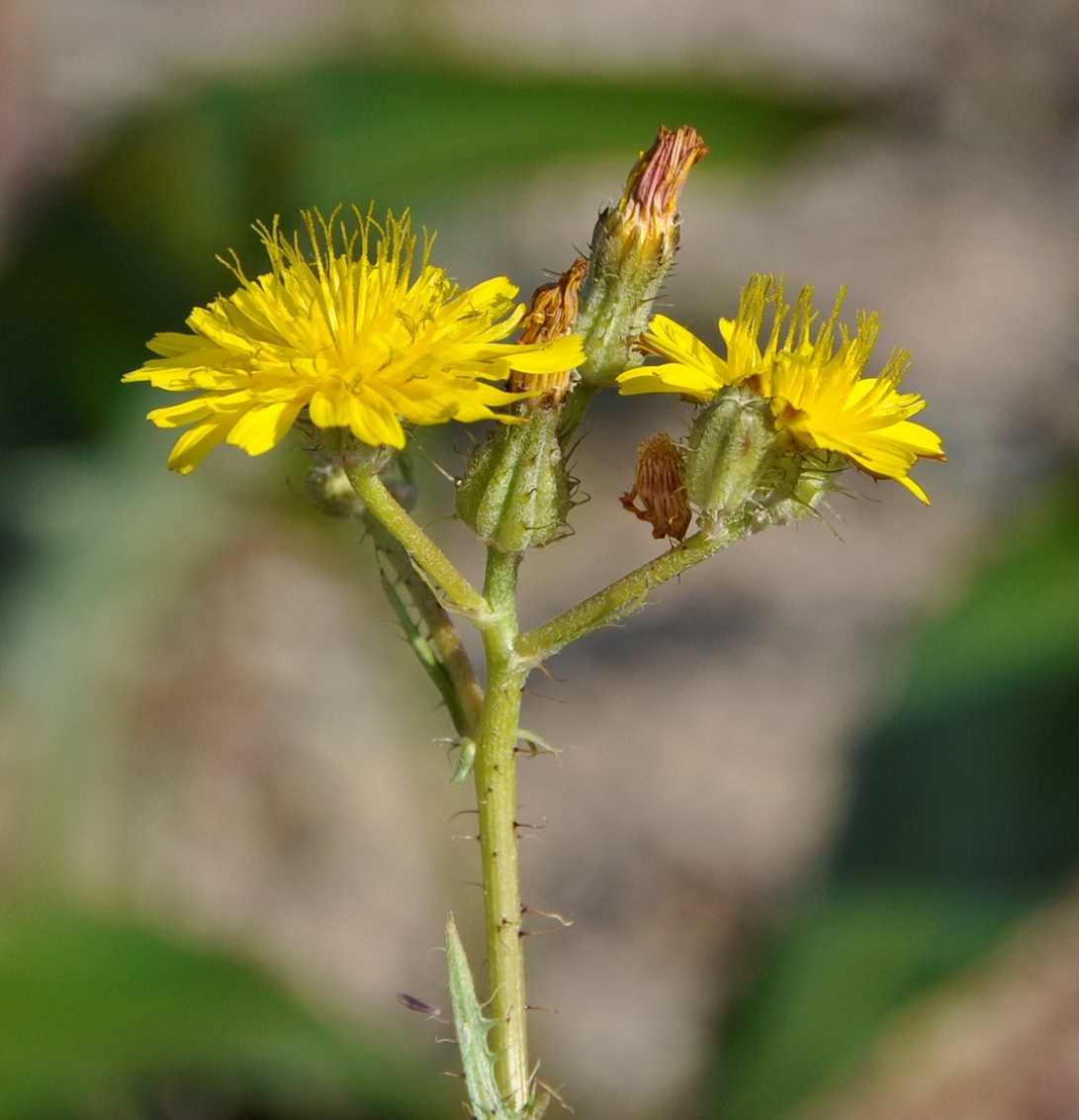 Image of Crepis aspera specimen.