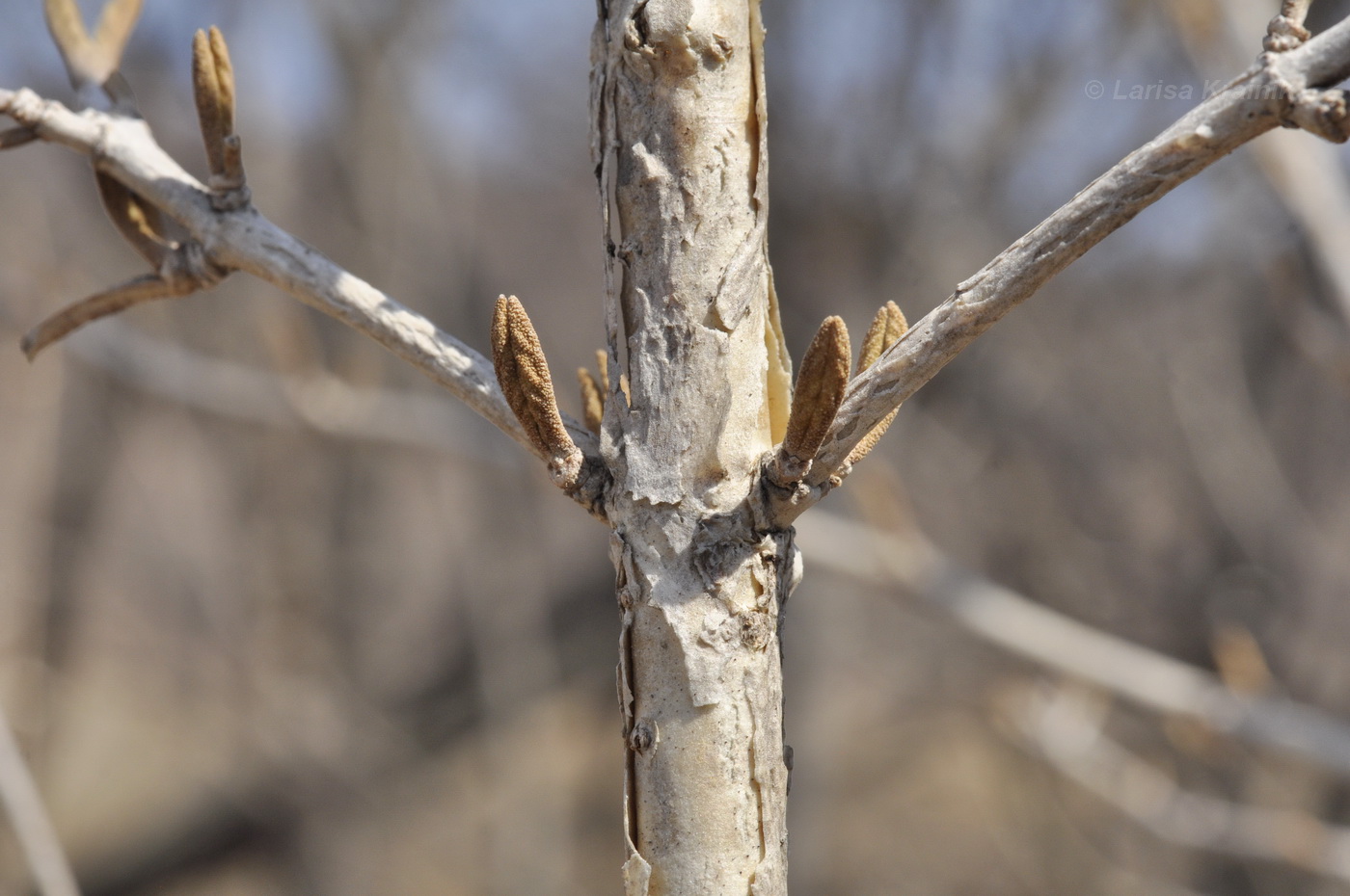 Image of Viburnum burejaeticum specimen.