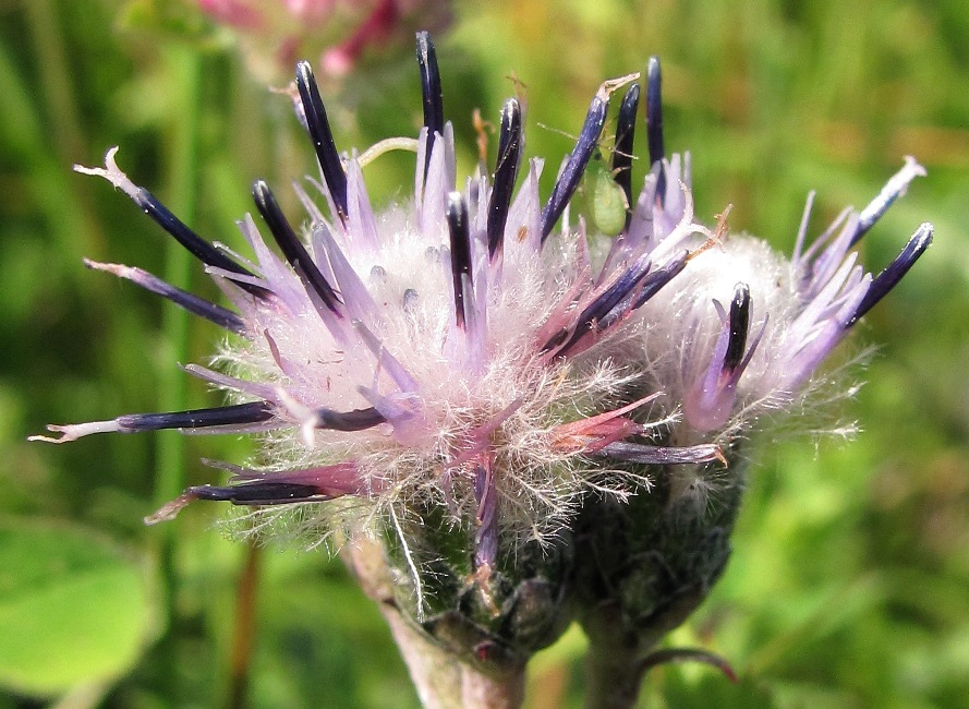 Изображение особи Saussurea alpina.