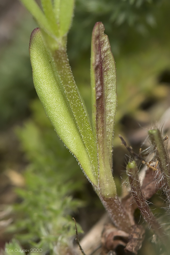 Изображение особи Valerianella coronata.