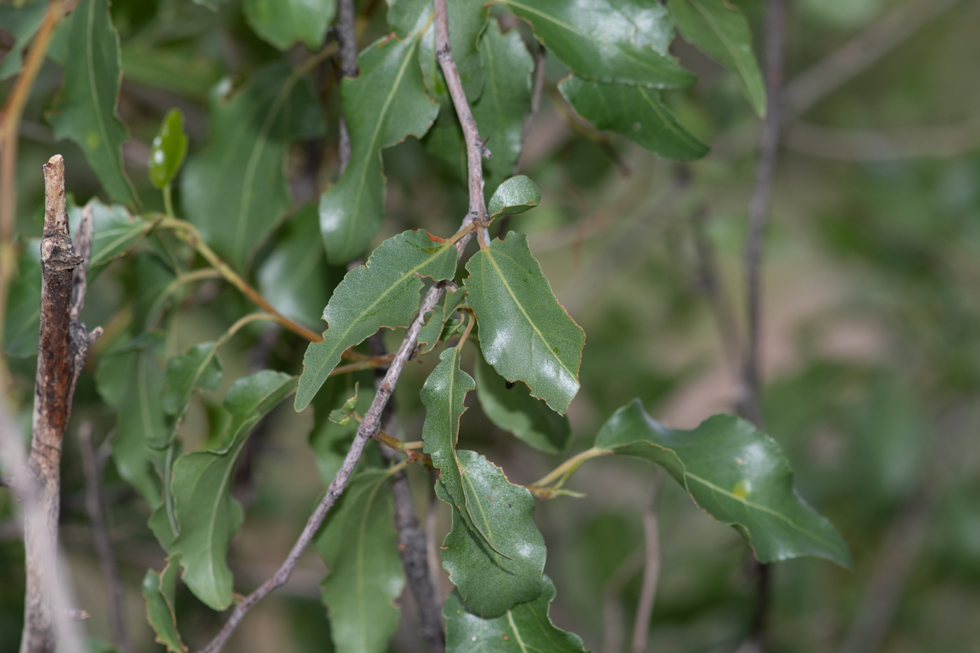 Изображение особи Ziziphus mucronata.