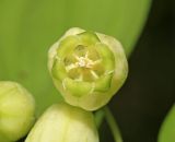 Polygonatum acuminatifolium