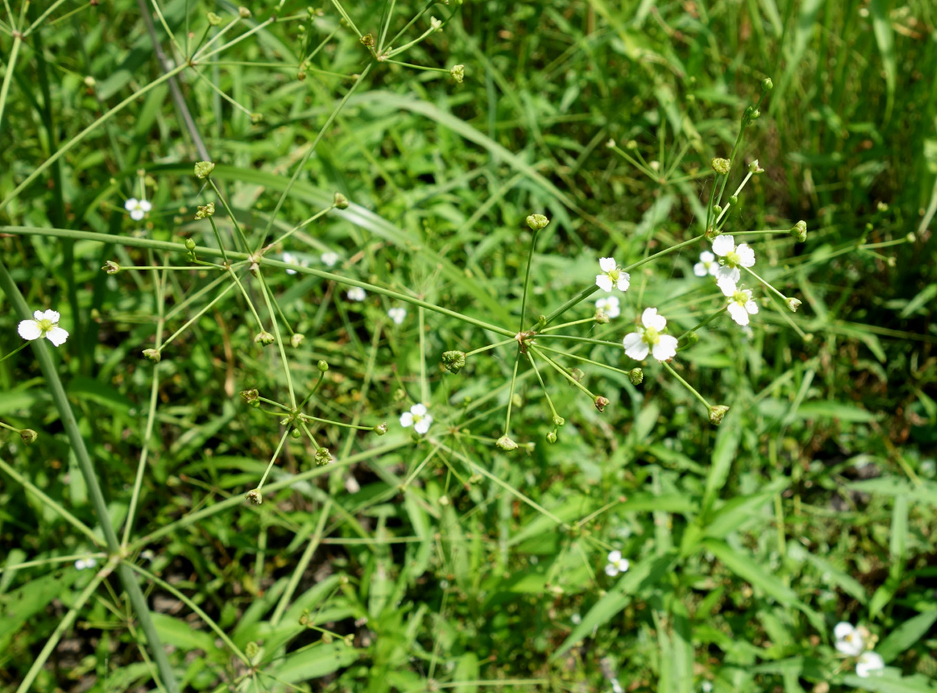 Изображение особи Alisma plantago-aquatica.