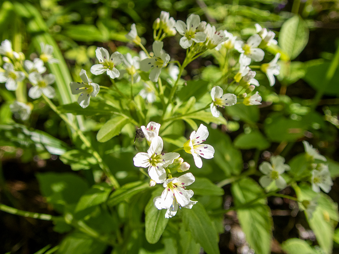 Изображение особи Cardamine amara.