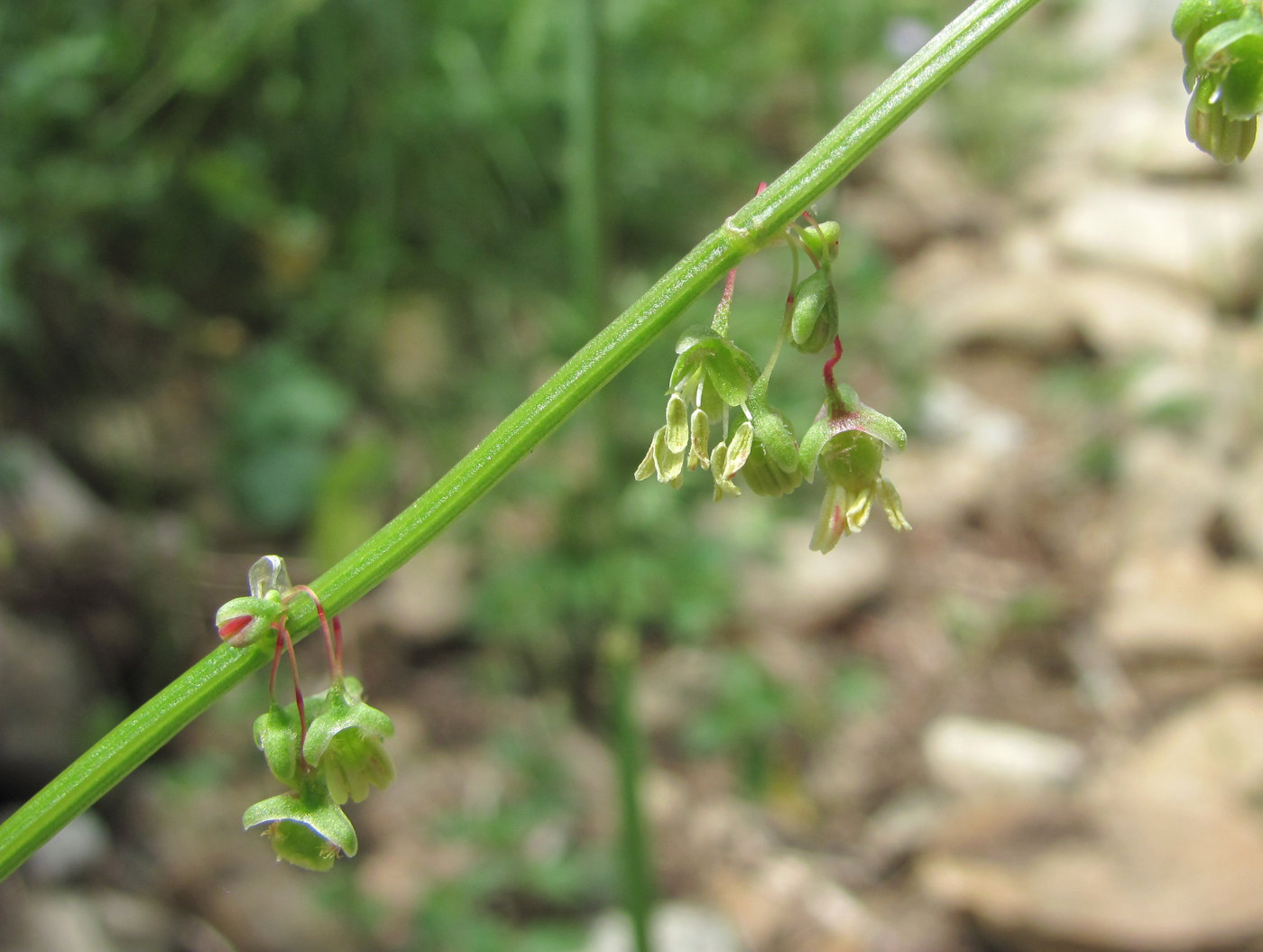 Изображение особи Rumex hastifolius.