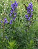 Aconitum nasutum