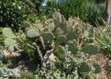 Opuntia phaeacantha разновидность camanchica форма rubra. Плодоносящее растение. Украина, г. Запорожье, Запорожский детский ботанический сад, каменистая горка. 04.08.2020.