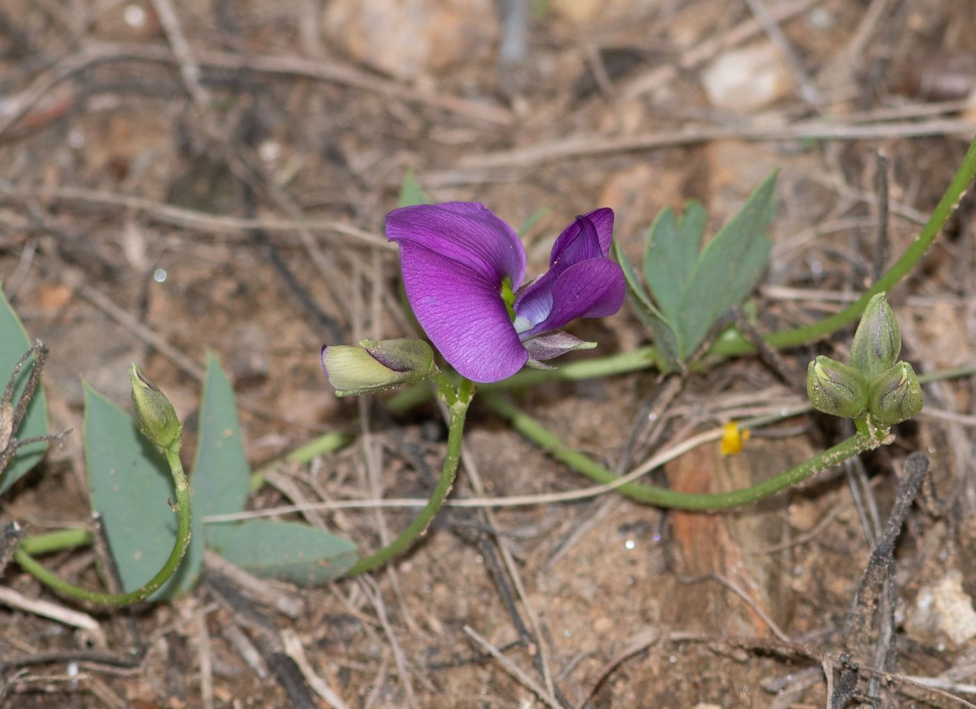 Изображение особи Otoptera burchellii.