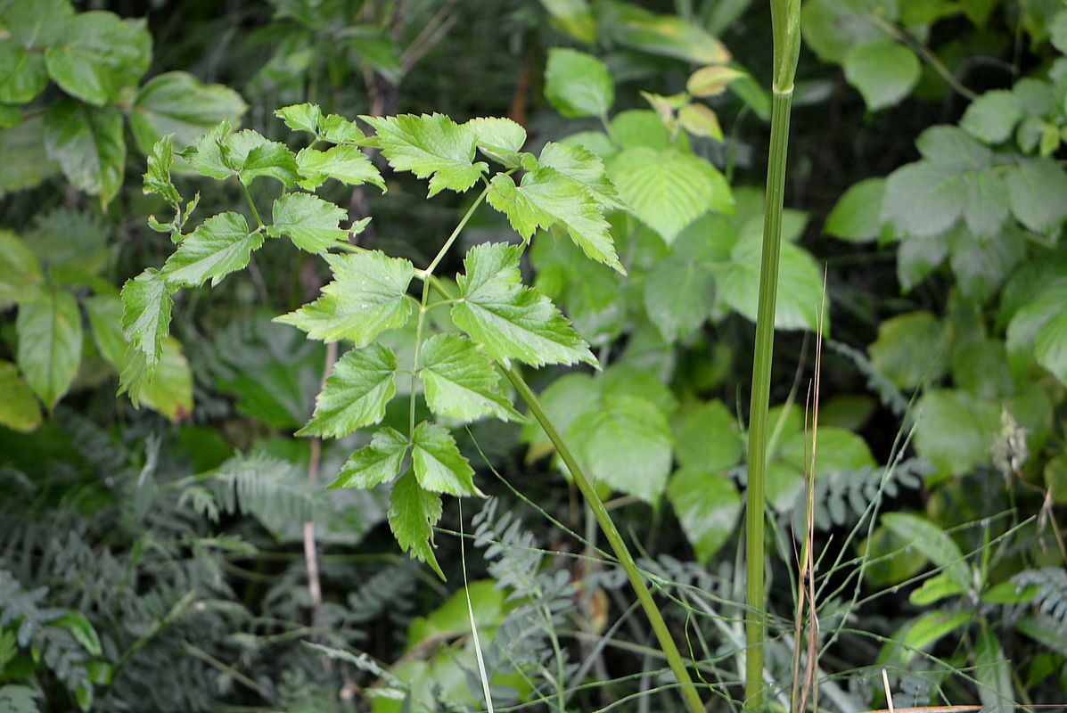 Изображение особи Ostericum palustre.