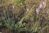 Oxytropis spicata