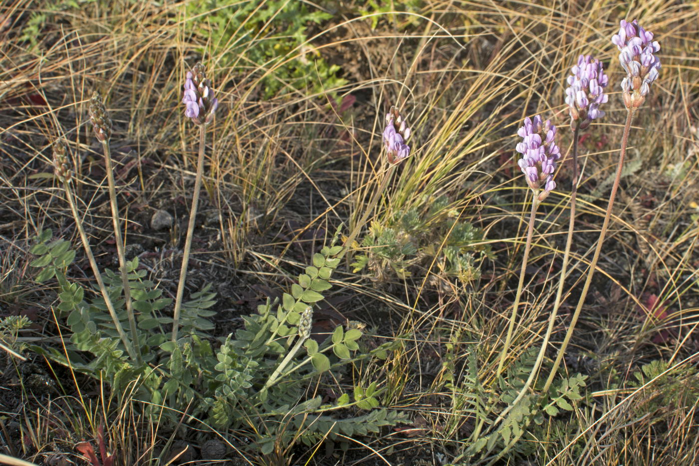 Image of Oxytropis spicata specimen.