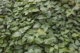 род Epimedium