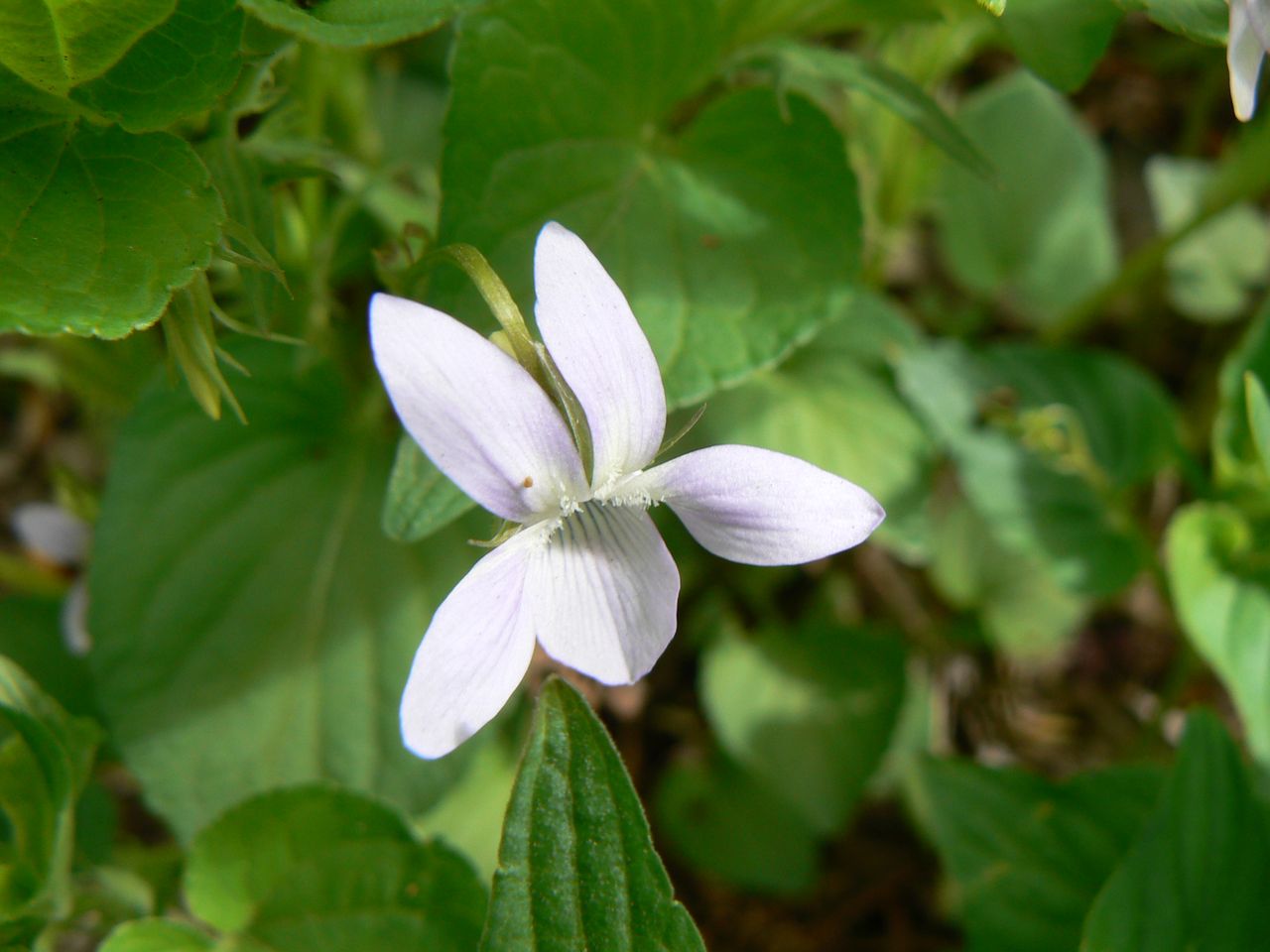 Image of Viola acuminata specimen.