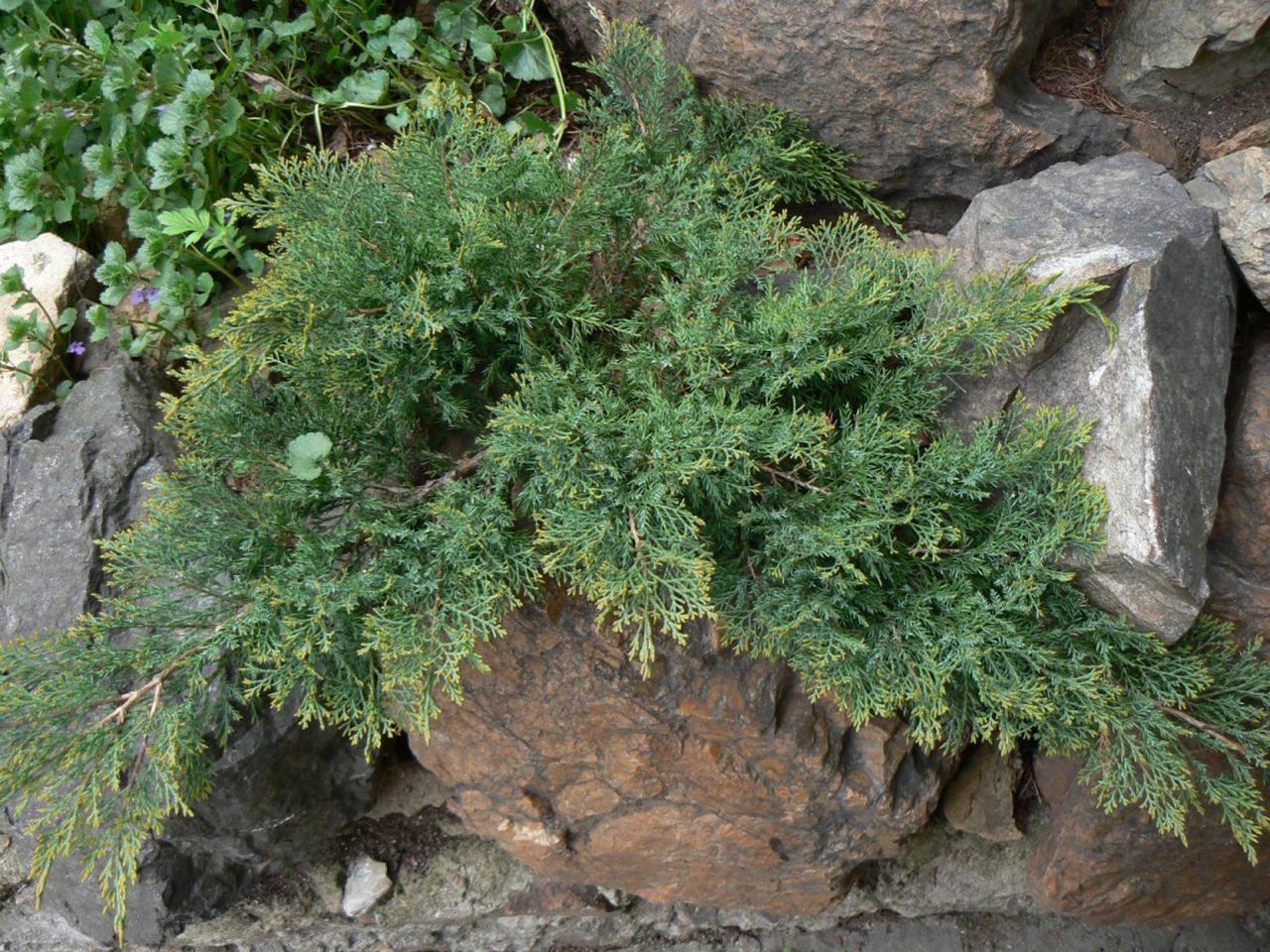 Изображение особи Juniperus chinensis.