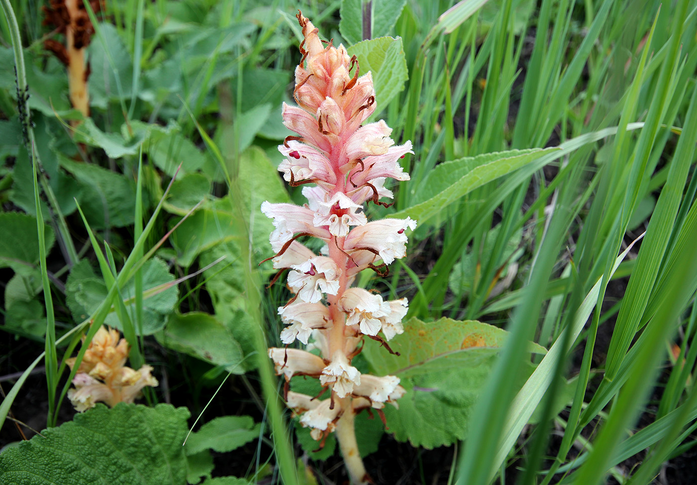 Image of Orobanche alba specimen.