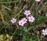 Lychnis sibirica. Цветки и завязи. Иркутская обл., Иркутский р-н, р. Иркут, о. Беляева, луг. 13.06.2020.