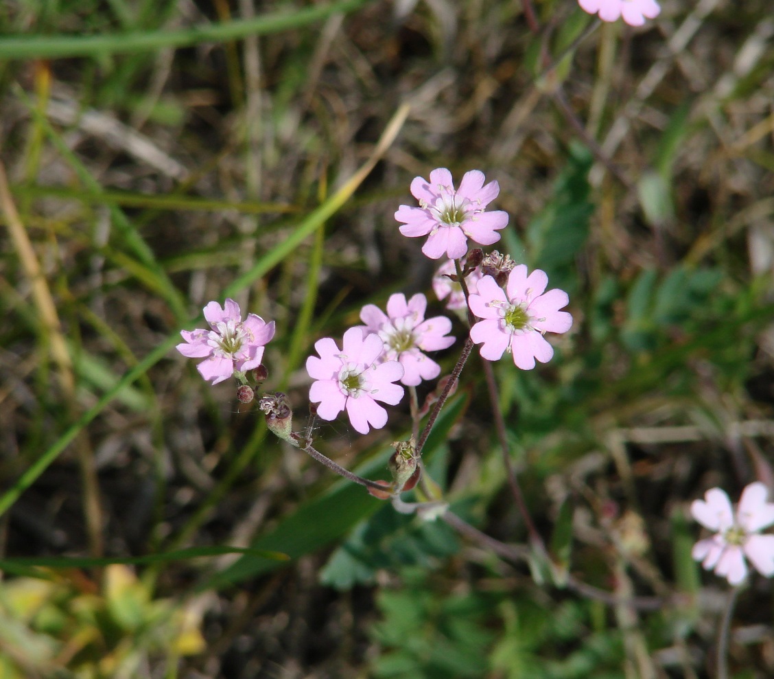 Изображение особи Lychnis sibirica.