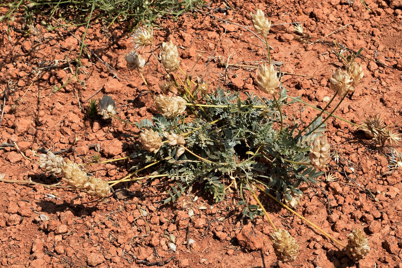 Image of Astragalus schrenkianus specimen.