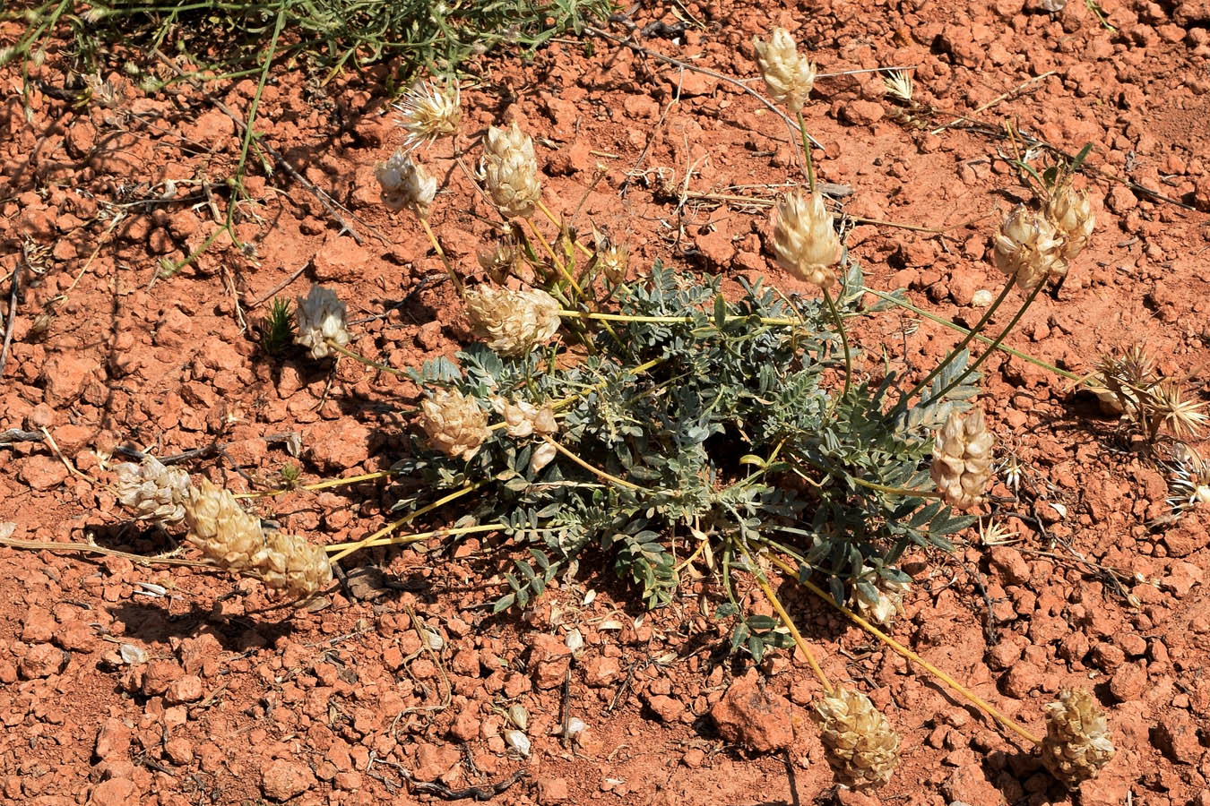 Изображение особи Astragalus schrenkianus.