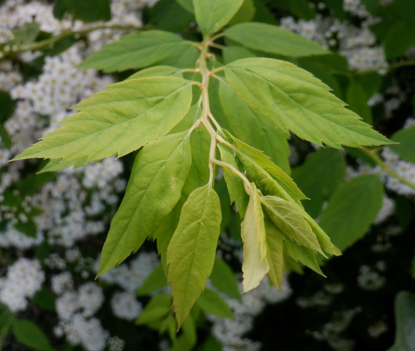 Изображение особи Spiraea chamaedryfolia.
